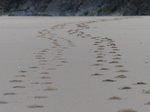 FZ026129 Footprints on beach.jpg